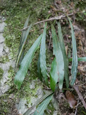 Loxogramme salicifolia