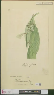 Polygala venenosa