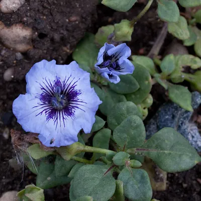 Nolana humifusa