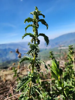 Urtica echinata