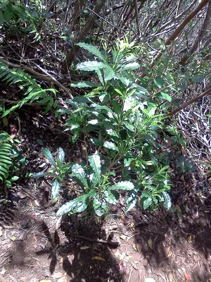 Pittosporum senacia