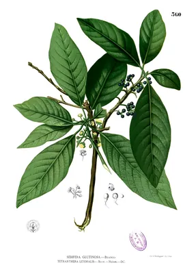 Indian laurel