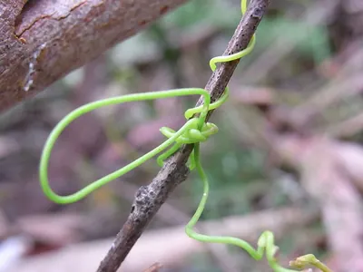 Cassytha glabella