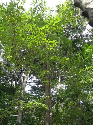 Machilus japonica