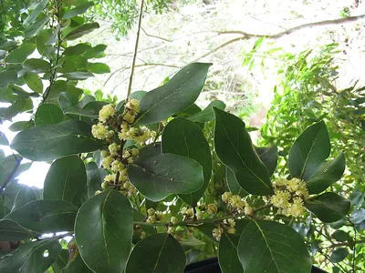Macaronesian Laurel