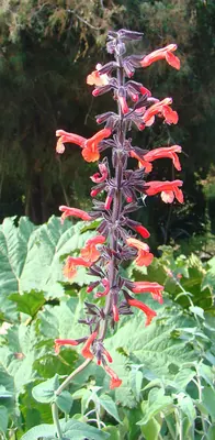 Salvia rubescens