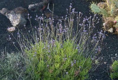 Lavandula canariensis