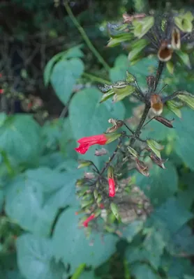 Salvia orthostachys