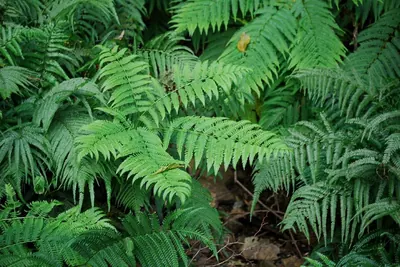 Pteris wallichiana
