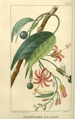 Passiflora oblongata