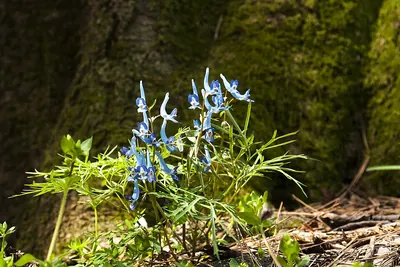 Corydalis lineariloba