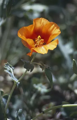 Glaucium grandiflorum