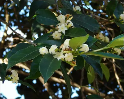 Mascarenhasia arborescens