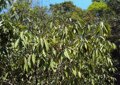 Symplocos cochinchinensis