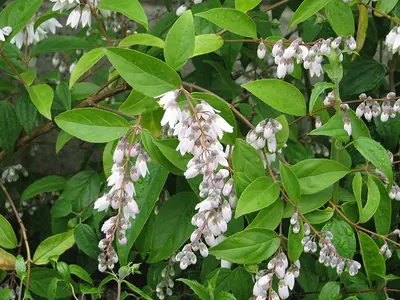 Deutzia pulchra