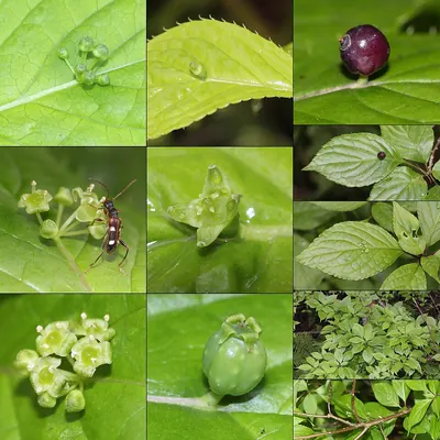 Helwingia japonica
