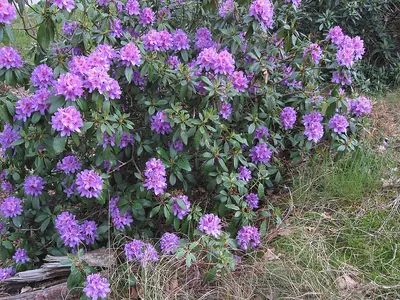 Rhododendron