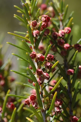 Erica platycodon