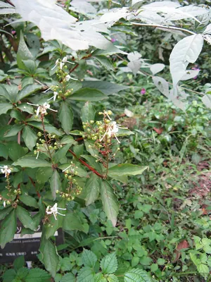 Elliottia paniculata