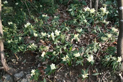 Rhododendron keiskei