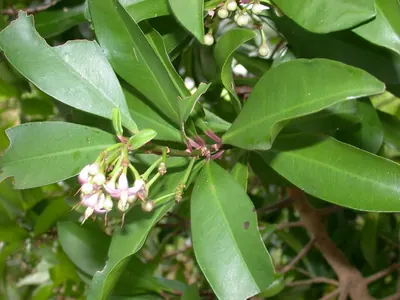 Ardisia sieboldii