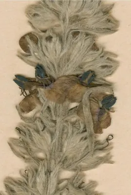 Sopubia lanata