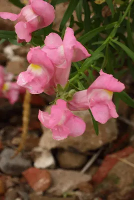 Antirrhinum linkianum