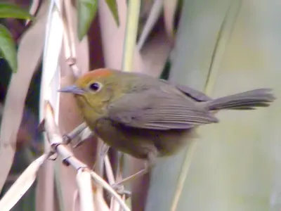 Rufous-capped Babbler