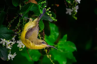 Olive-backed Sunbird