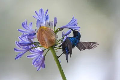 Palestine Sunbird