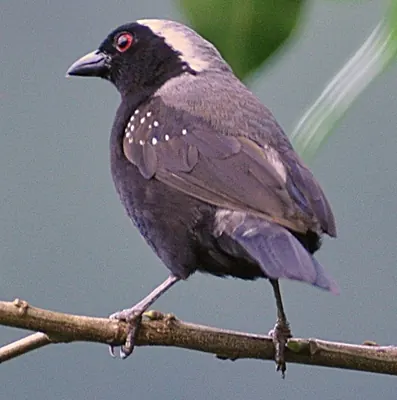 Grey-headed Nigrita
