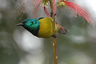 Collared Sunbird