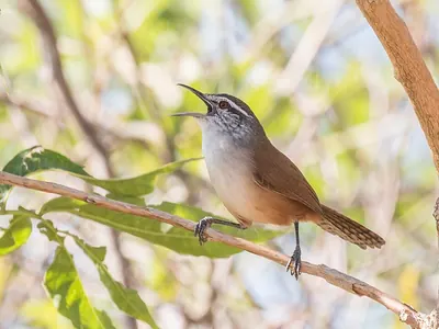 Cabanis's Wren