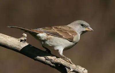Southern Grey-headed Sparrow