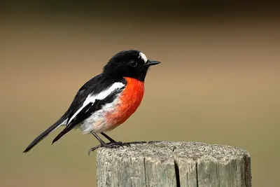 Scarlet Robin