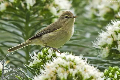 Canary Islands chiffchaff
