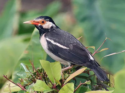 Indian Pied Myna