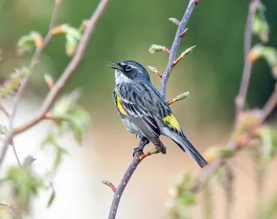 Myrtle Warbler