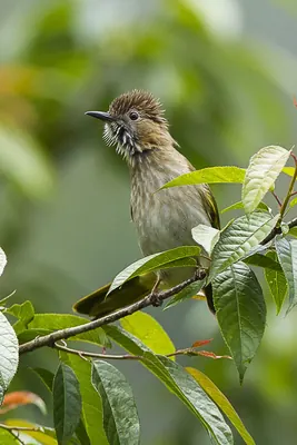 Mountain Bulbul