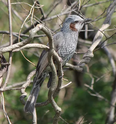 Brown-eared Bulbul