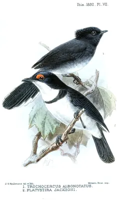 White-tailed Crested-flycatcher