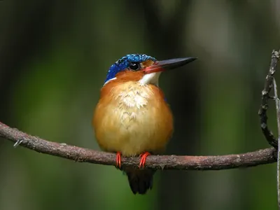 Madagascar Kingfisher