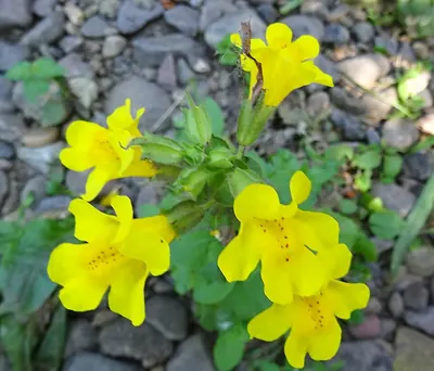Erythranthe guttata