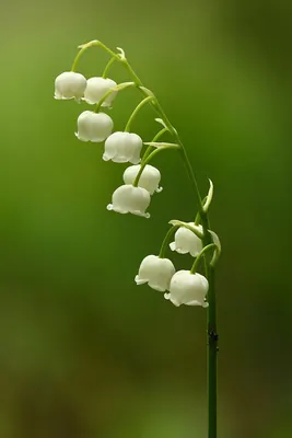 Lily-of-the-valley
