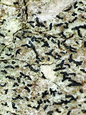 Alyxoria varia