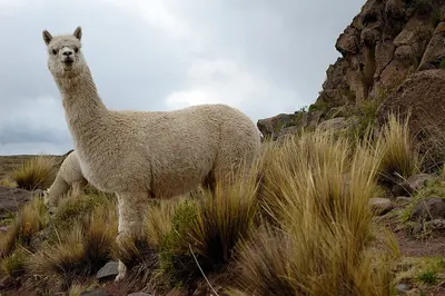 Alpaca