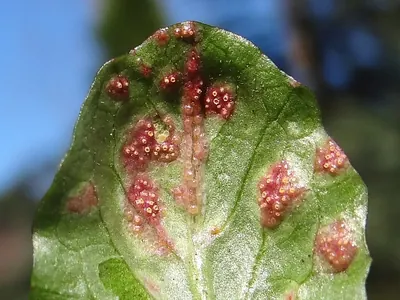 Puccinia dioicae