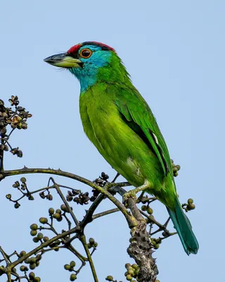 Blue-throated barbet