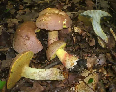 Butyriboletus fechtneri