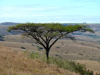Vachellia sieberiana